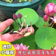 荷花盆栽水养小型碗莲荷花种苗，水培植物四季睡莲室内外种植带芽