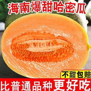 海南晓蜜西州蜜瓜哈密瓜，5斤10斤当季新鲜孕妇，水果网纹瓜甜瓜