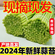 现摘现发2024年河南大蒜蒜薹新鲜5斤蒜苔蒜毫农家自种蔬菜3斤