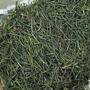 2024新茶保康茗茶绿茶春茶襄阳高香茶浓香耐泡炒青恩施玉露类500g