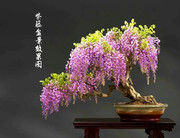 紫藤盆景熟桩吸甲醛，净化空气植物，室内办公桌阳台庭院造型盆栽