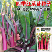 十月鲜红菜苔种子新播种盆栽高产品四季春红菜心农家蔬菜种孑