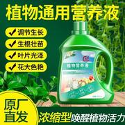 养花营养液通用浓缩型绿萝植物水培水养观音竹富贵竹土养发财树肥