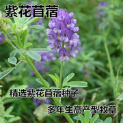 牧草种子南方北方紫花苜蓿，种子阿尔冈金紫花苜蓿草种子