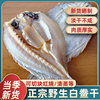 舟山特产海白鲞鱼干鲜大黄鱼鲞干东海黄姑鱼干米鱼鲞海鲜干货500g
