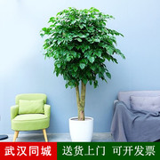 绿宝幸福树武汉室内大型盆栽好养花卉办公室客厅室内植物吸甲醛