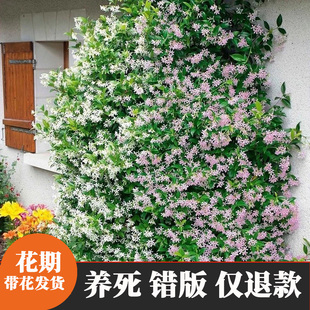 风车茉莉盆栽庭院阳台爬藤植物浓香大小花苗花卉植物四季常青耐寒