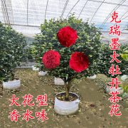 克瑞墨茶花盆栽树苗大颗红色香妃牡丹，带香味巨型阳台花卉植物庭院