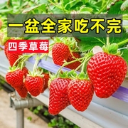 奶油草莓苗盆栽可食用带盆带土阳台冬季新草莓苗秧种籽子四季结果