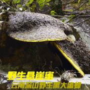 云南深山悬崖上的天然野生崖蜜野生岩蜜野蜂蜜蜂蜜1斤(500克)