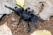 卡恩卡拉黑丝绒3-4cm宠物蜘蛛活体