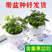 含羞草小盆栽室内阳台，植物四季常青易种花卉，怕羞草害羞草趣味植物