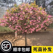 绚丽四季海棠花树苗盆栽重瓣樱花树地栽西府海棠庭院耐寒植物高杆