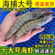 虾鲜活速冻新鲜大号对虾大海虾青虾明虾海鲜水产商用