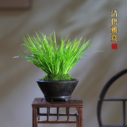 菖蒲盆栽迷你创意盆景黄金姬虎须室内桌面观叶绿植水培办公桌