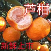 云南晚芦芦柑新鲜橘子农家芦柑新鲜水果芦柑桔子当季新鲜水果