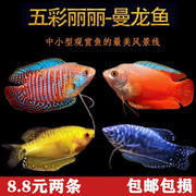 五彩丽丽鱼观赏鱼黄金曼龙活体鱼血红丽丽鱼淡水鱼小型耐活热带鱼
