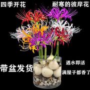 买就送彼岸花耐寒水养植物客厅绿植进口曼珠沙华四季常青除甲醛