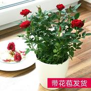 迷你玫瑰花苗香水月季，绿植花卉盆栽，室内桌面办公摆放四季开花植物
