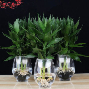 观音竹富贵竹水养玻璃花瓶水培盆栽植物室内客厅绿植花卉四季常青