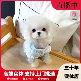 纯种马尔济斯犬韩系超小体马尔济(马尔济)斯幼犬赛级双血统茶杯犬活体狗狗