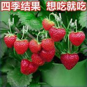 草莓种子四季播种草莓奶油草莓，盆栽草莓种子盆栽，庭院水果种子种籽