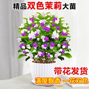 双色茉莉盆栽带花鸳鸯花苗四季开花室内庭院浓香茉莉花卉好养植物