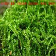 青苔苔藓c植物鲜活青苔鲜苔藓植物 鲜活苔藓微景观diy材料生态造