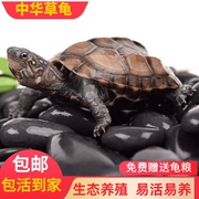 乌龟活物中华草龟小乌龟，外塘长寿龟宠物水龟金线，龟活物龟墨龟草龟