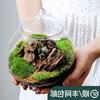 瓶中植物生态瓶青苔苔藓，微景观绿植物盆栽，鲜活创意diy小盆景