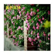 藤本月季蔷薇花种子爬藤植物花盆栽庭院阳台玫瑰大花浓香
