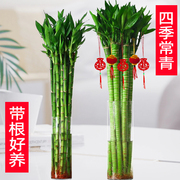 文昌竹龙竹4支带根水养，富贵转运竹节节高水培，植物室内客厅植物