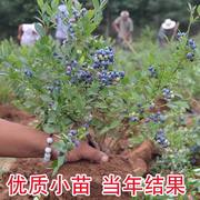 兔眼蓝莓苗北方南方种植果树苗盆栽地栽苗带果带土蓝梅苗