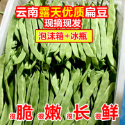 云南露天青扁豆豆，四季豆芸豆豆角新鲜应季蔬菜5斤豌豆