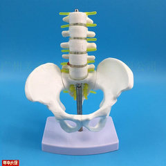 小型五节腰椎带盆骨附椎间盘神C经模型人体骨骼模型骨架模型