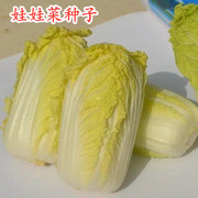 娃娃菜种子小白菜种籽黄心娃娃菜种籽小型白菜四季秋冬季蔬菜