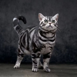 美短虎斑猫美短加白起司猫幼猫崽，美国短毛猫矮脚宠物活体猫咪