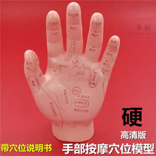 高清针灸人体模型手模手部穴位反射区模型 儿童推拿手掌模型针灸