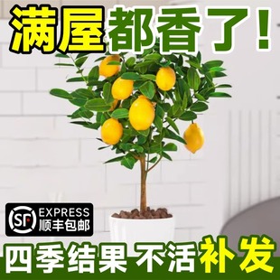 香水柠檬树苗水果盆栽可食用柠檬带果盆栽地栽四季花卉室内绿植物