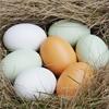 假鸡蛋实心仿真鸡蛋引假鸡蛋，玩具实木母鸡下蛋道具漆画材料蛋壳