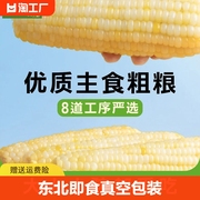 东北新鲜玉米糯玉米非即食真空，装包装新鲜糯玉米棒甜糯非转基因