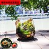 生态瓶辣椒蟹微景观小型客厅鱼缸桌面鱼虾蟹苔藓植物水陆缸螃蟹缸