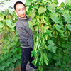 寿光大棚蔬菜种子四季长无丝豆角芸豆种子高产架豆油豆扁豆籽种籽