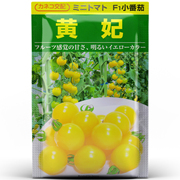 超甜系列口感型高产香甜日本进口黄妃小樱桃番茄种子籽孑
