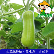 农家蒲瓜葫芦 有机肥生态种植新鲜蔬菜配送500克 广东满88元