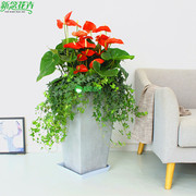 新念1米大型红掌，盆栽客厅室内观花植物上海绿植花卉