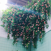 假花仿真花藤条玫瑰仿真藤蔓花网红花墙，打卡拍照空调管子装饰遮挡