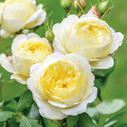 小鼹鼠英国月季凡妮莎浓香奶黄色灌木丰花玫瑰花盆栽花卉