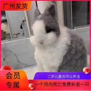 兔子活物道奇盖脸猫猫兔巨型安哥拉兔活体长毛宠物垂耳侏儒茶杯兔