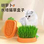 猫咪盆栽猫草小麦种子无土水培幼猫美短化毛助消化零食猫草盒